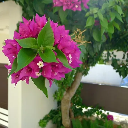 Maria & Manos Guest House, Agios Onoufrios Beach Dış mekan fotoğraf